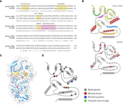 Identification of potent schistosomicidal compounds predicted as type II-kinase inhibitors against Schistosoma mansoni c-Jun N-terminal kinase SMJNK